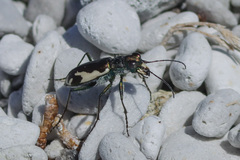 Cicindela willistoni echo
