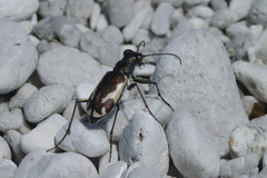 Cicindela willistoni echo