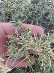 Munroa squarrosa