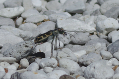 Cicindela tenuicincta