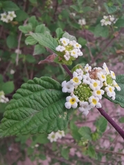 Lantana hirta
