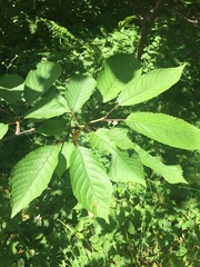 Cerasus
