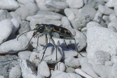 Cicindela tenuicincta