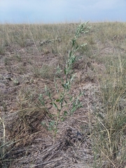 Chenopodium leptophyllum