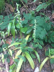 Platanthera ephemerantha