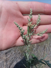 Chenopodium leptophyllum