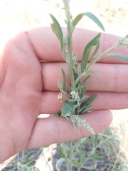 Chenopodium leptophyllum