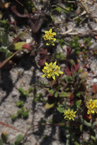 Image of Phyllopodium heterophyllum by (c) Tony Rebelo, some rights reserved (CC BY-SA)