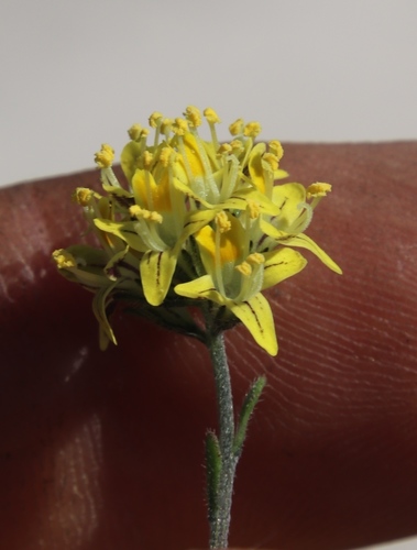 Image of Phyllopodium heterophyllum by (c) Tony Rebelo, some rights reserved (CC BY-SA)