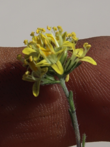 Image of Phyllopodium heterophyllum by (c) Tony Rebelo, some rights reserved (CC BY-SA)