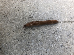 Milacidae
