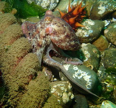 Octopus rubescens