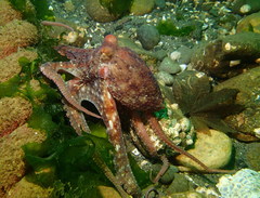 Octopus rubescens
