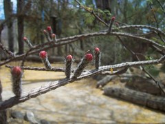Peniocereus viperinus