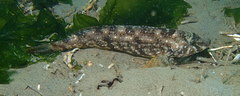 Hexagrammos stelleri