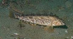 Hexagrammos stelleri