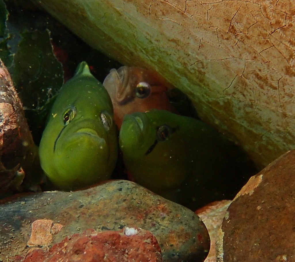 Pen-point blenny (Apodichthys flavidus) — Pholidae