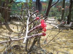 Peniocereus viperinus