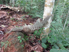 Choloepus didactylus