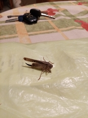 Platycleis escalerai