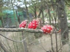 Peniocereus viperinus