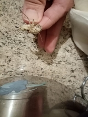 Platycleis escalerai