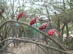 Peniocereus viperinus