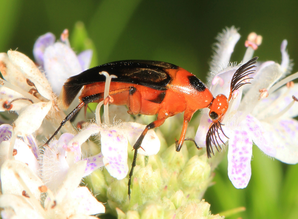 Bordered Wedge-shaped Beetle