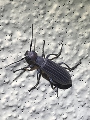 Epicauta tenuilineata