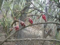 Peniocereus viperinus