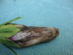 Choanephora cucurbitarum