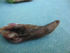 Choanephora cucurbitarum