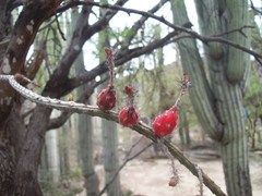 Peniocereus viperinus
