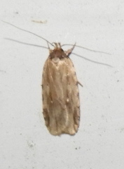 Agonopterix atrodorsella