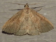 Zanclognatha protumnusalis