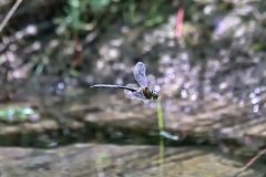 Somatochlora meridionalis