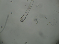 Choanephora cucurbitarum