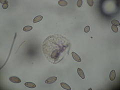 Choanephora cucurbitarum