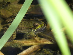 Lithobates clamitans