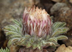 Townsendia condensata