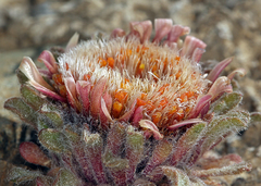 Townsendia condensata