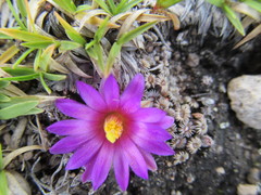 Mammillaria hernandezii