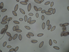 Choanephora cucurbitarum