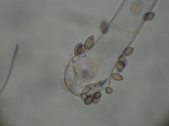 Choanephora cucurbitarum