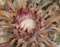 Townsendia condensata