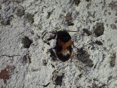 Mycetophagus punctatus