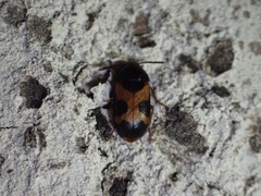 Mycetophagus punctatus