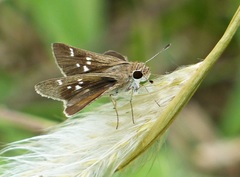 Lerodea eufala eufala
