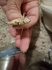 Platycleis escalerai