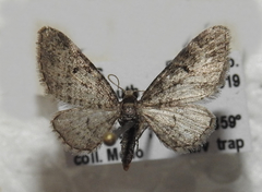 Eupithecia jejunata